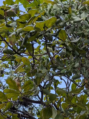 Australian Almond