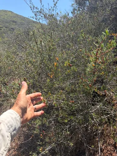 Red Shrubby-spurge — photo by John Martin