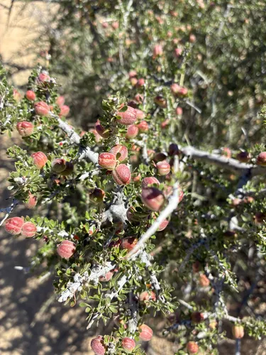 Hall's Shrubby-spurge