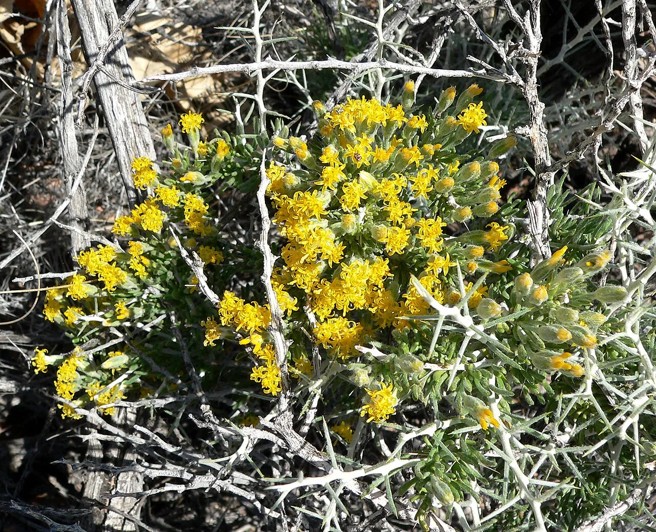Longspine Horsebrush (var. longispina) — photo by Stan Shebs