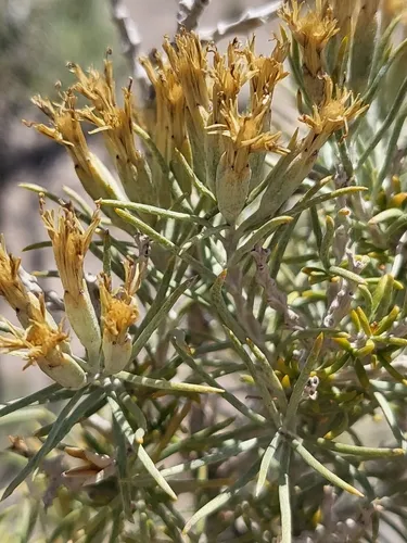 Threadleaf Horsebrush — photo by Grace McCartha
