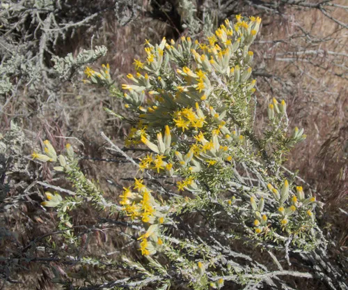 Littleleaf Horsebrush