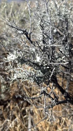 Mojave Cottonthorn