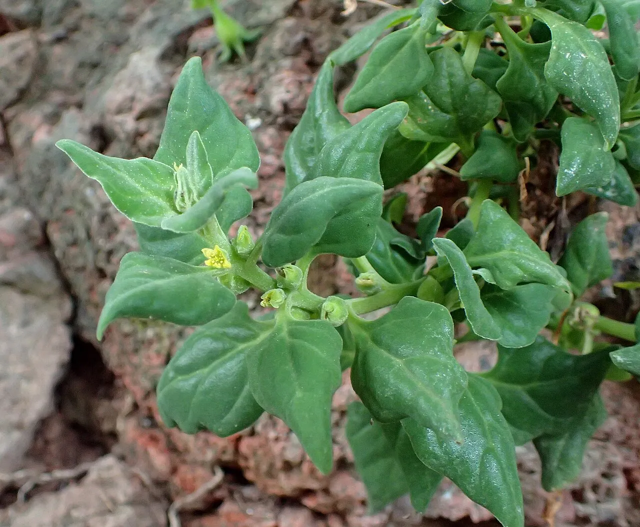 New Zealand Spinach — photo by Krzysztof Ziarnek, Kenraiz