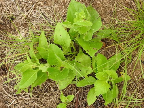 Louisiana Nerveray