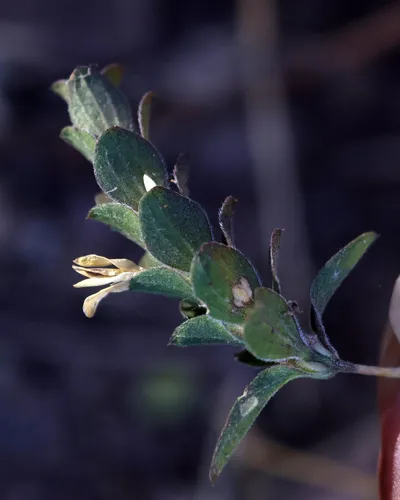 Hairy Fournwort — photo by Marco Polo amarillas vargas