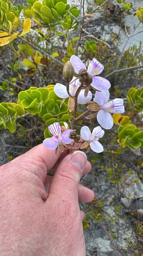 Serpentine Wallflower Orchid — photo by Harrison Cole