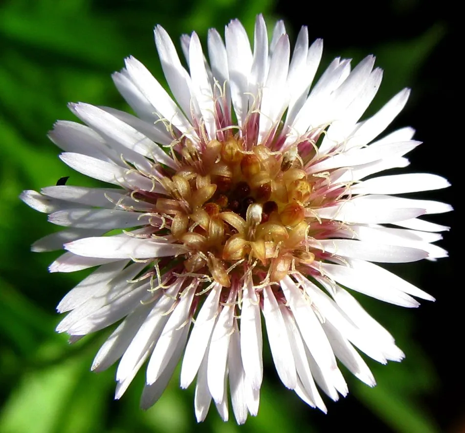 Ridgetop Tetramolopium (var. polyphyllum) — photo by David Eickhoff from Pearl City, Hawaii, USA