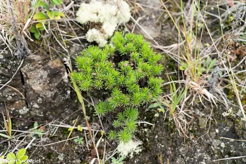 Ridgetop Tetramolopium — photo by Hubert Szczygieł