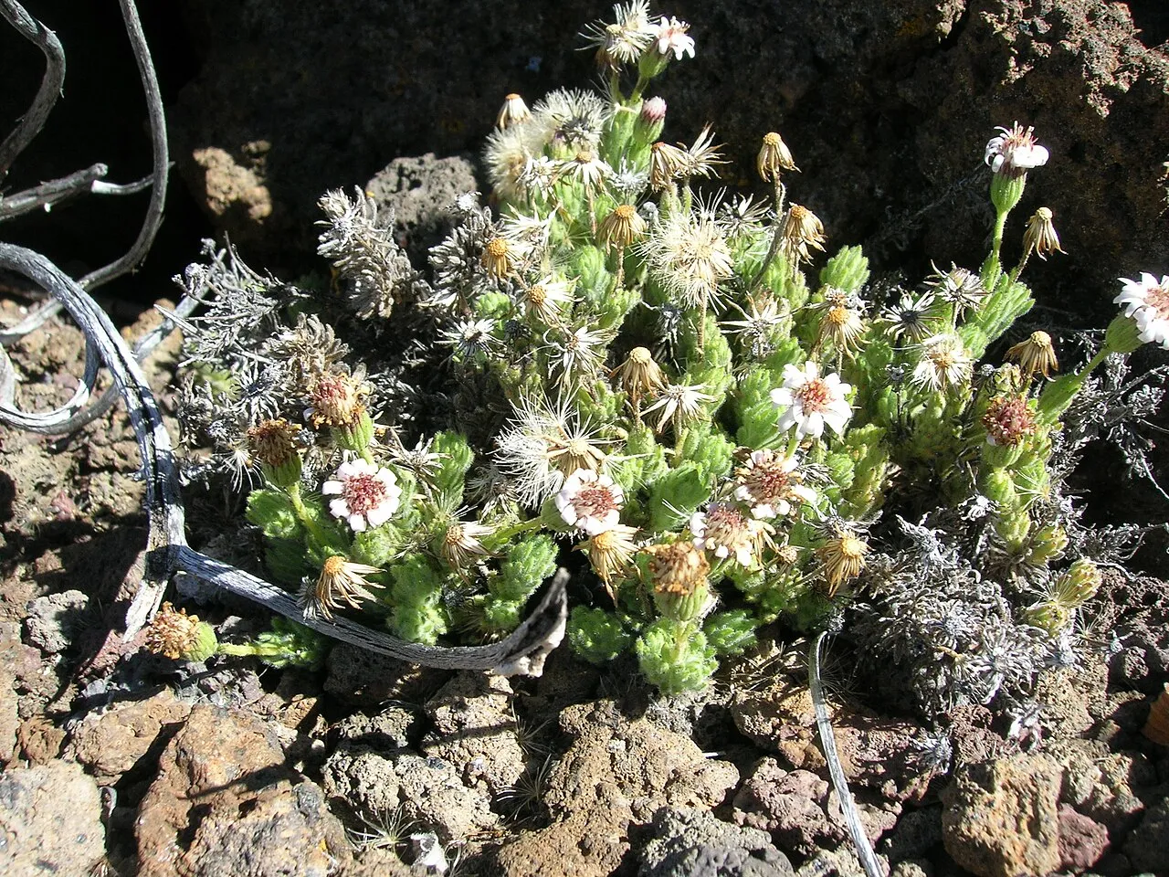 Haleakala Tetramolopium (subsp. haleakalae) — photo by Forest & Kim Starr