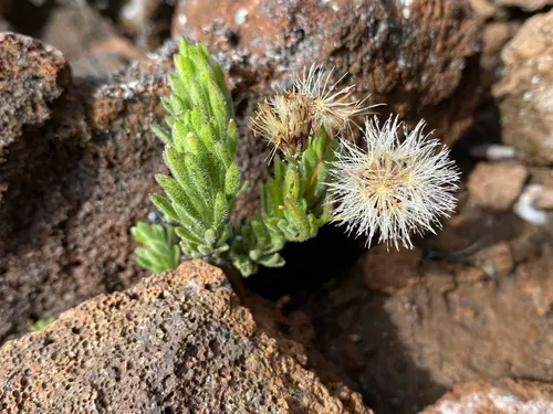 Alpine Tetramolopium