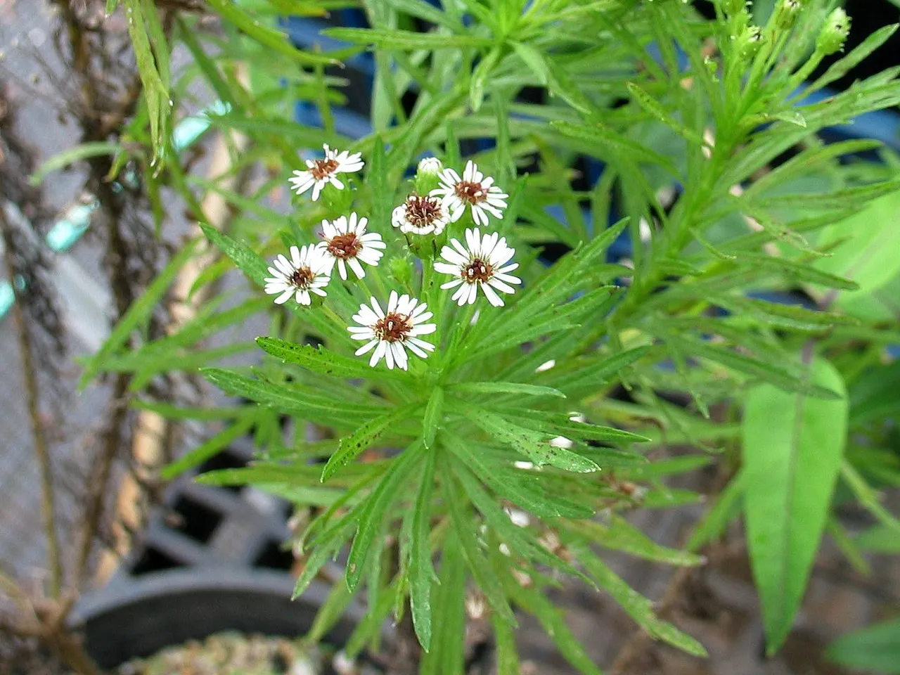 Waianae Range Tetramolopium (subsp. lepidotum) — photo by David Eickhoff from Pearl City, Hawaii, USA