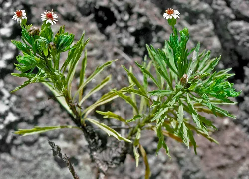 Waianae Range Tetramolopium — photo by Gerry Carr