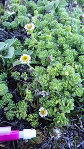Dune Tetramolopium