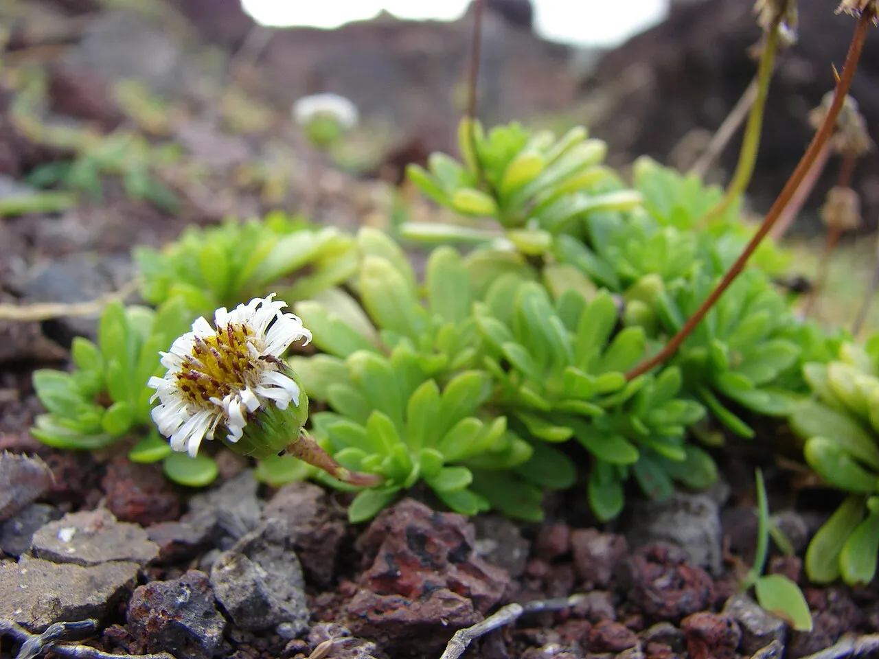 Seacliff Tetramolopium — photo by Forest and Kim Starr