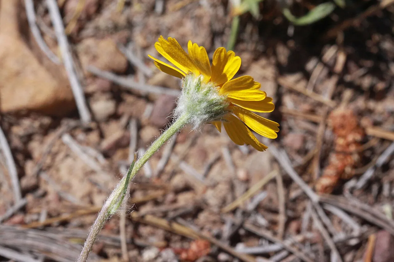 Stemless Four-nerve Daisy (var. epunctata) — photo by Andrey Zharkikh from Salt Lake City, USA