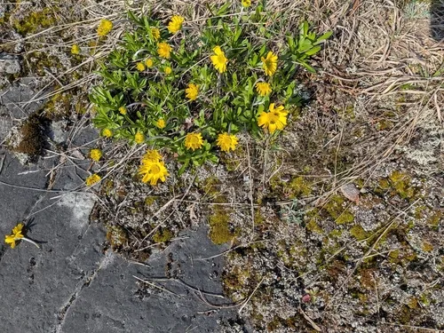 Eastern Fournerved Daisy