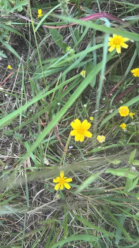 Fineleaf Fournerved Daisy — photo by cathyknoll