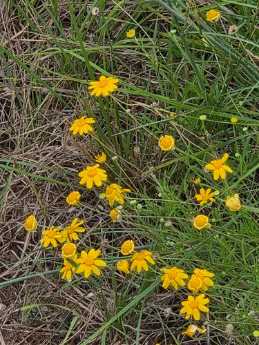 Stemmy Four-nerve Daisy — photo by rhedaboardman