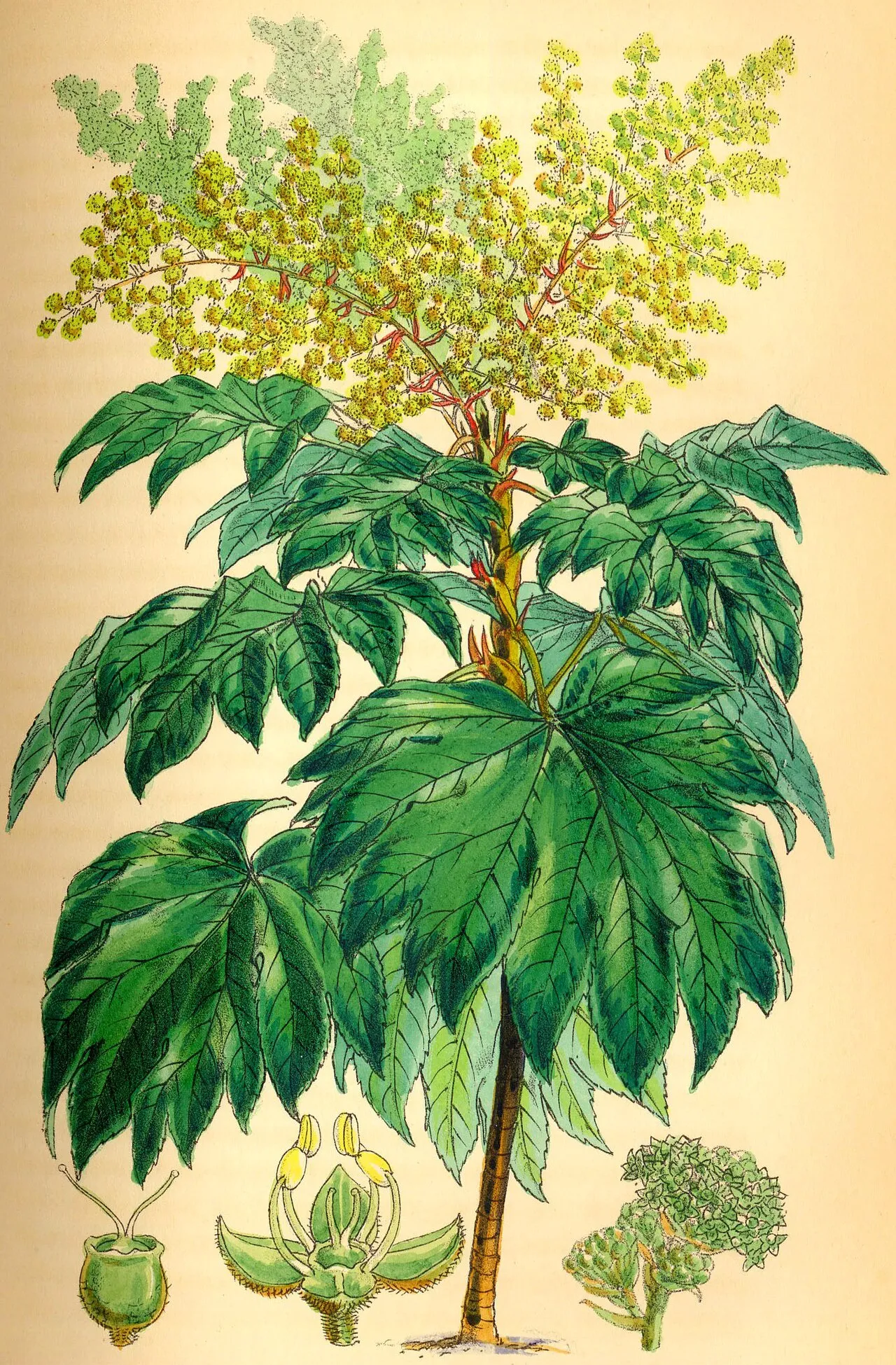 Rice-paper Plant — photo by Wikimedia Commons
