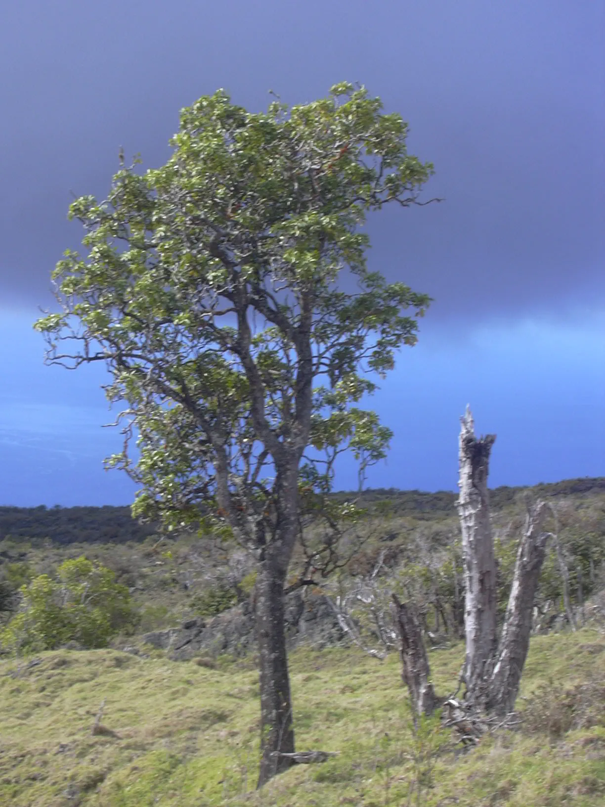 'ohe Mauka — photo by Forest & Kim Starr