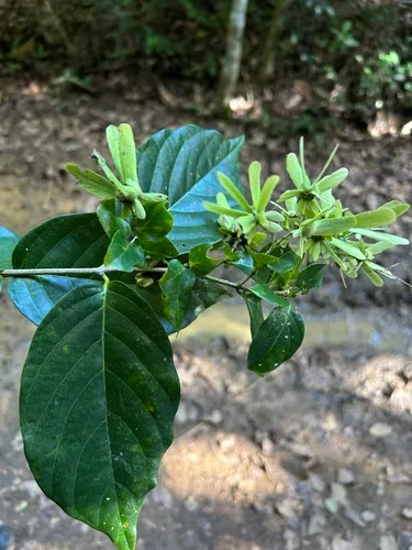 Bejuco De Sopla