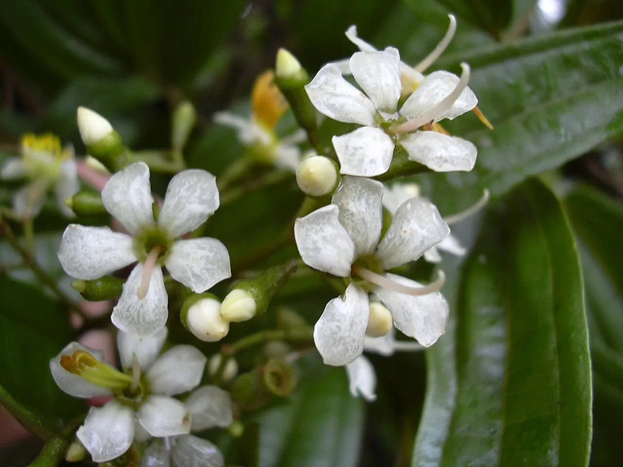 Florida Clover Ash — photo by Forest & Kim Starr