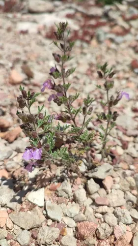 Cutleaf Germander — photo by Jérémie Février