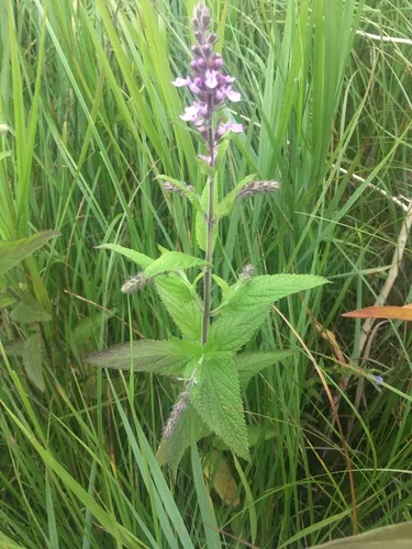 Canada Germander