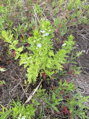 Small Coastal Germander