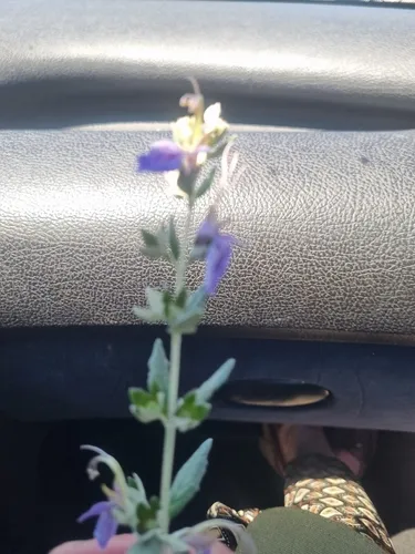 Shrubby Germander