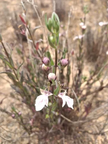 Sticky Germander
