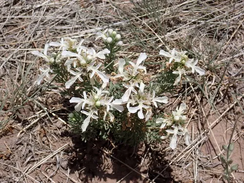 Lacy Germander