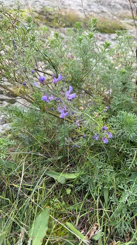 Oriental Germander — photo by katyakatya