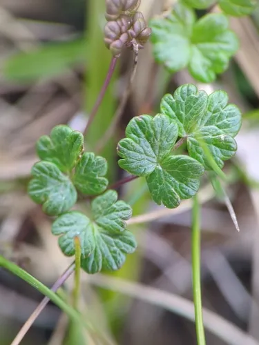 Alpine Meadow-rue