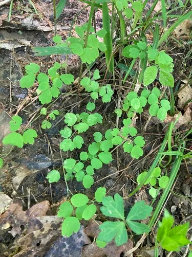 Arkansas Meadow-rue