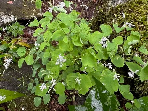 Mountain Meadow-rue — photo by Janet Wright