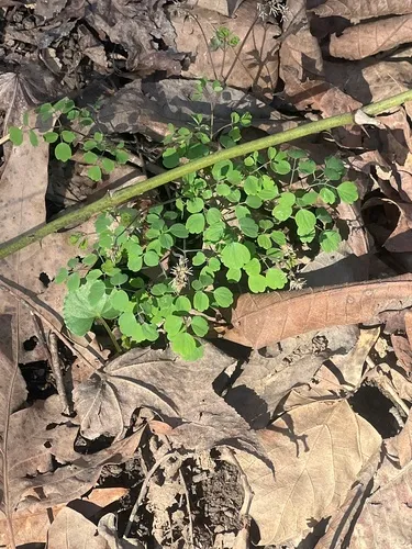 Southern Meadow-rue — photo by mckenna_cp