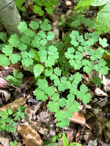 Early Meadow-rue