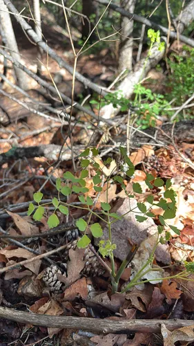 Fendler's Meadow-rue
