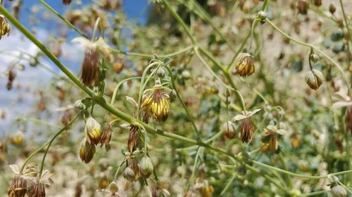 Cathedral Bluff Meadow-rue