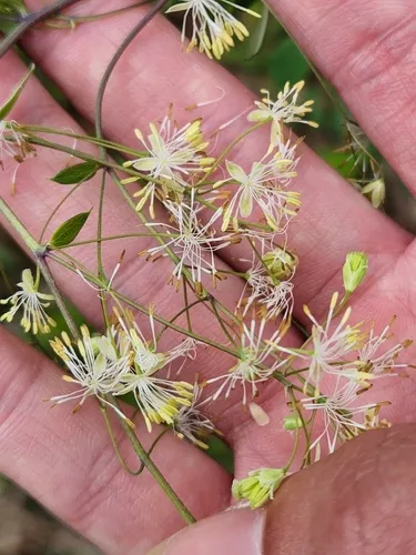 Piedmont Meadow-rue — photo by James Ojascastro