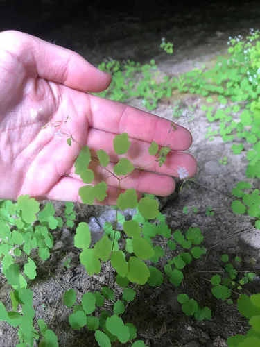 Little Mountain Meadow-rue — photo by qtowery