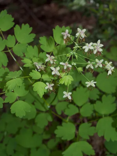 Western Meadow-rue — photo by Mark Stluka