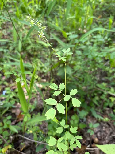 Waxyleaf Meadow-rue — photo by Theo Witsell