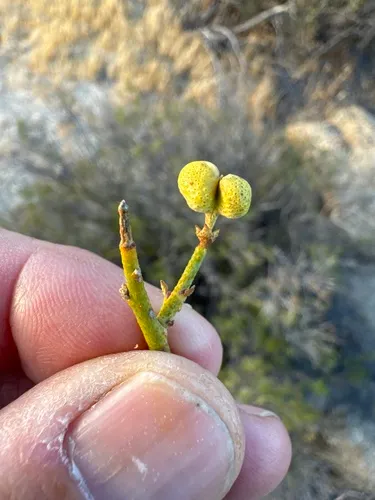 Turpentinebroom
