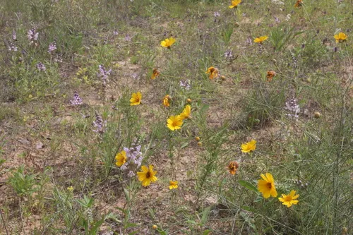 East Texas Greenthread
