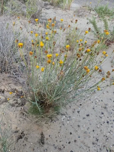 Hopi Tea Greenthread
