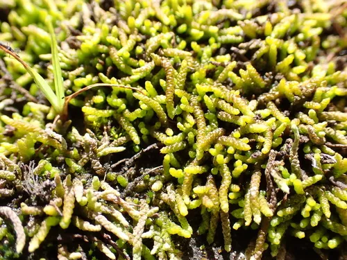 Lescur's Thelia Moss