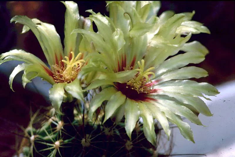 Miniature Barrel Cactus — photo by Peter A. Mansfeld